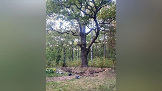 В Петербурге стартовала доследственная проверка после обнаружения останков в парке "Дубки"