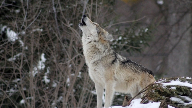 Жителей Тихвина предупредили о волках в окрестностях города