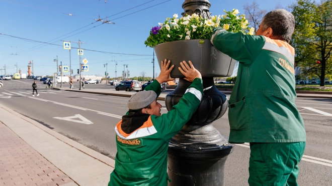 В День города петербургские улицы и площади украшают более 750 тысяч цветов