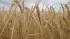 Экспортная пошлина на пшеницу со 2 июня составит $28,1 за тонну