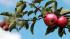 Россельхознадзор ослабил ограничения на ввоз яблок из Брестской области Беларуси