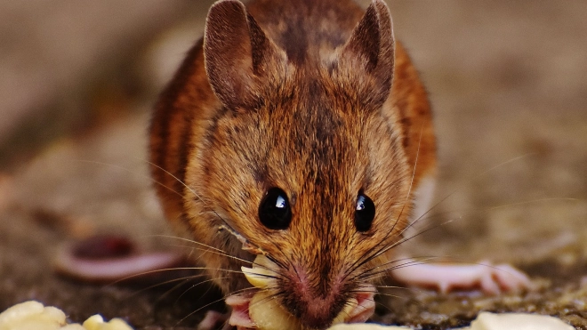 Ученые нашли способ подавить алкоголизм у мышей 