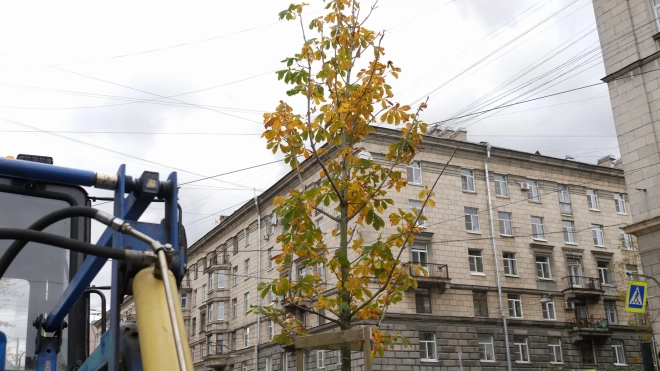 Из-за интенсивного листопада было увеличено количество уборочной техники в Петербурге