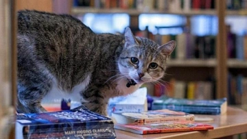 Кошка Муся из петербургской библиотеки признана лучшей ...