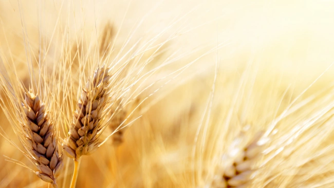 Индия готова возобновить импорт российской пшеницы 