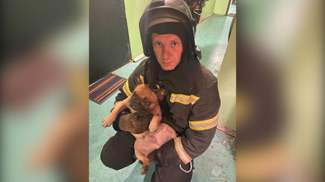 На Ударников сотрудники МЧС спасли из огня семью с тремя собаками