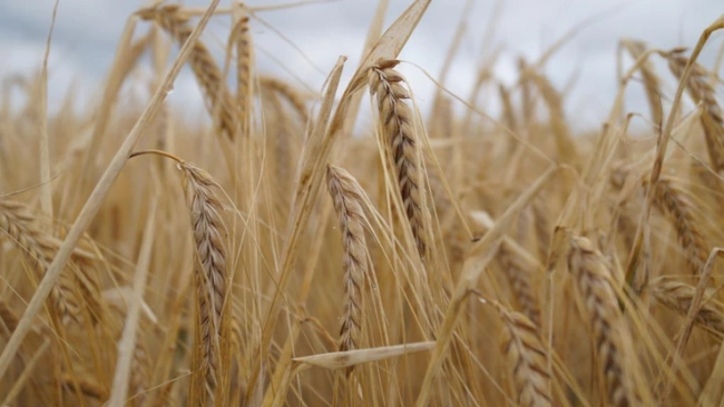 Банк "Открытие": пшеница в 2021 году будет стоить более 14 тысяч рублей за тонну