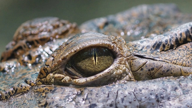 В Австралии нашли останки динозавра в желудке крокодила, который жил 95 млн лет назад