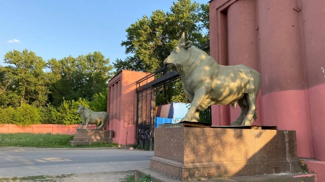 Бронзовые скульптуры быков с мясокомбината Кирова после реставрации поставят на Обводном канале
