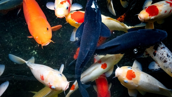 Ценные породы рыб заселят в озера в Купчино