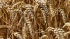 Минсельхоз США увеличил прогноз урожая пшеницы в России