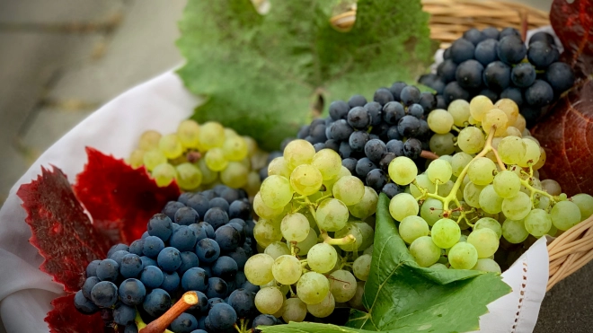 Петербургский эндокринолог развеяла популярные мифы о винограде