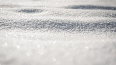 Жители Московской области нашли в сугробах устойчивых к морозу снежных блох