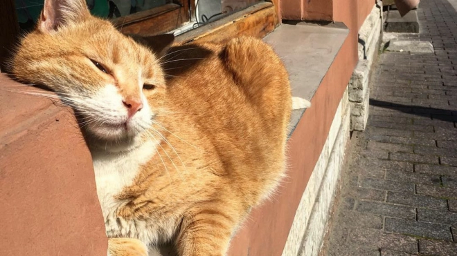 В Петербурге скончался кот Рыжик из пышечной на Большой Конюшенной улице