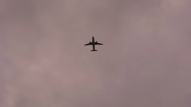 В Пулково самолет столкнулся в воздухе с птицей