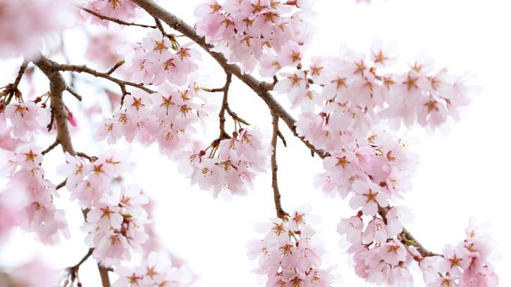 В Ботаническом саду объявили о начале цветения сакуры