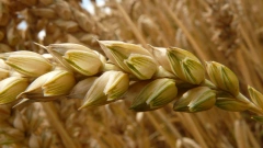 Россия заняла первое место по экспорту пшеницы и ячменя