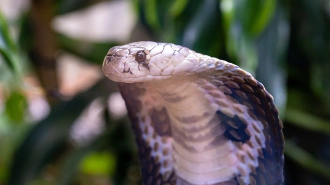 Ученые выяснили, что слюна млекопитающих и змеиный яд имеют общее происхождение 