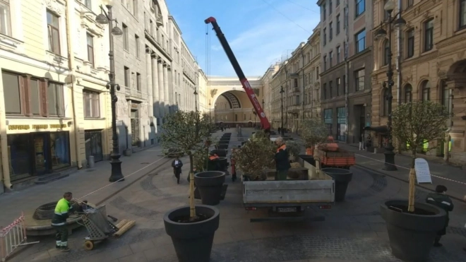 В центре Петербурга высадили декоративные двухметровые яблони