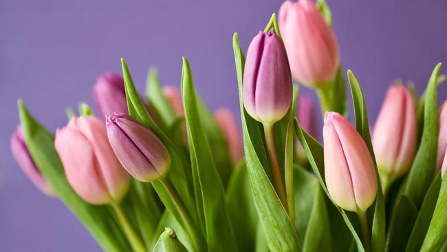 Матвиенко возмутили цены на цветы перед 8 марта