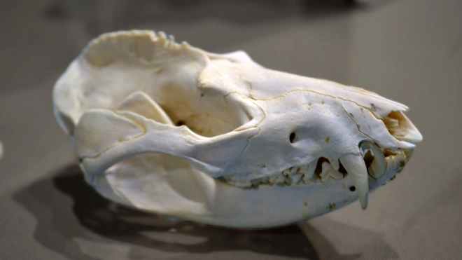 Найден похититель черепов из зоологического НИИ. Мужчина продавал краденое школьнику