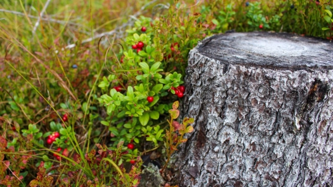Биолог Глазков назвал самые плодородные места с брусникой в Ленобласти