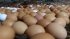 В 2021 году в Ленинградской области произведено 3,4 млрд штук яиц
