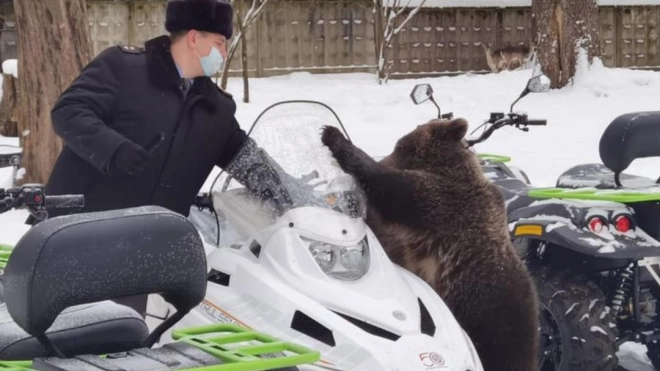 Медвежонок Потап из зоопарка Ленобласти проверил на прочность снегоходы