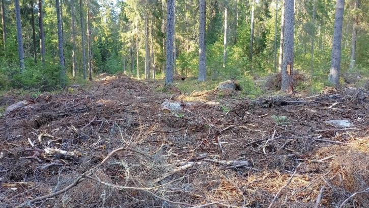 Жители поселка Карасевка Ленобласти жалуются на незаконную вырубку леса