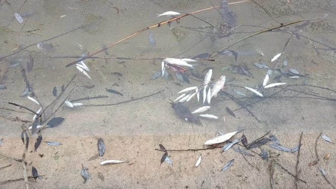 Росприроднадзор прокомментировал замор рыбы в прудах в Низино, питающих фонтаны Петергофа