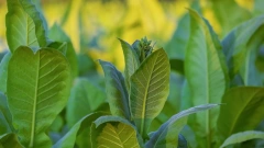 Россельхознадзор отменил ограничения на поставки табачного сырья из Бразилии
