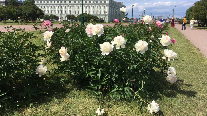 В Петербурге повсюду цветут пионы В Петербурге повсюду цветут пионы