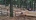 Жители Сясьстрой недовольный благоустройством парка "Сосновый бор" 