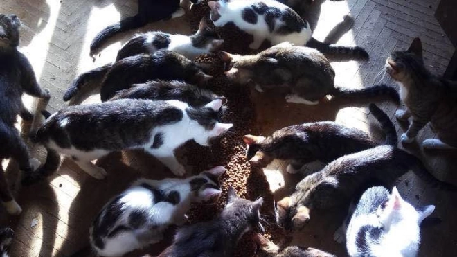 Петербуржцы приютили 38 кошек, которых бросили хозяева