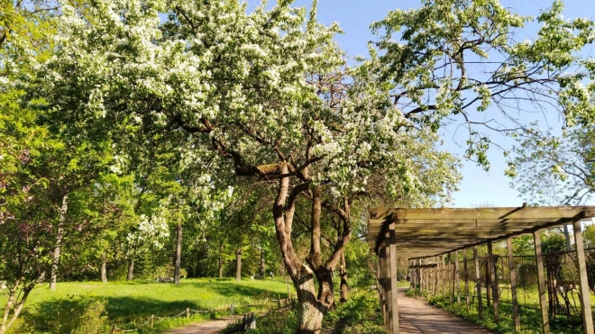 В Ботаническом саду стартовал фестиваль "Яблоневый цвет"