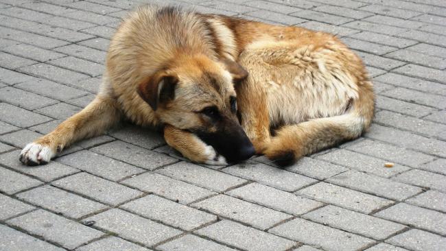 Петербург намерен создать два госприюта для бездомных животных