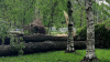 За три дня ураган в Петербурге повалил более 350 деревье...