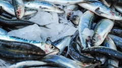 Россия в январе-августе заняла 2-е место по импорту морепродуктов из Турции 
