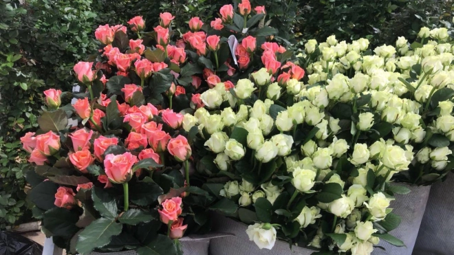 Ленобласти принадлежит третье место в России по производству роз