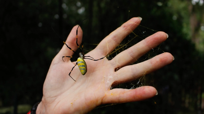 Гигантские пауки захватили штат Джорджия в США 