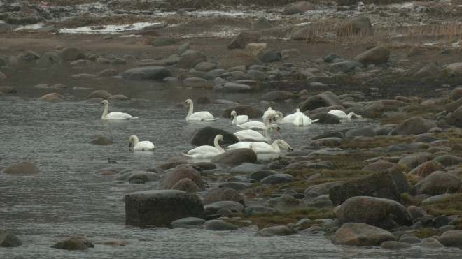 Более 120 лебедей впервые не захотели улетать на зимовку в Ленобласти