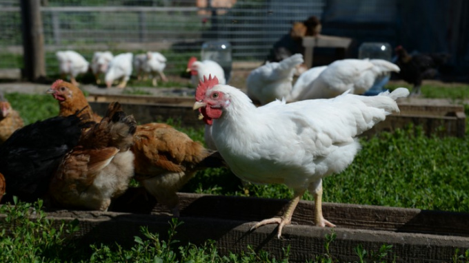 Начинающие фермеры Ленобласти получат 43,8 млн рублей господдержки