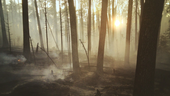 Карельские лесные пожары захватили более 15 тыс. гектар 