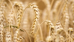 Российские производители в 7 раз увеличили объемы поставок пшеницы в Саудовскую Аравию и в 13 раз - в Алжир