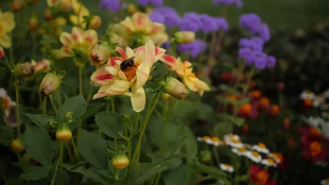 Ботанический сад Петербурга временно закрыл свои оранжереи на время сильной жары