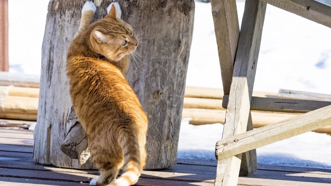 В Выборгском замке нашли кота-хранителя Филимона в Ленобласти 