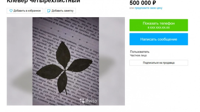 На "Авито" жители Мурино продают "волшебный" клевер за 500 тыс. рублей