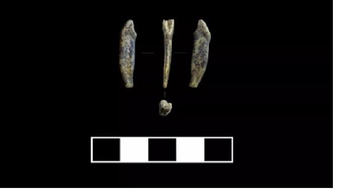 Археологи нашли на Алтае зубы неандертальцев