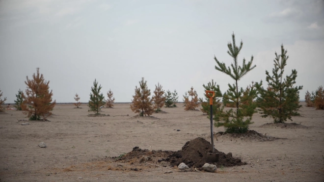 Ленинградская область высадила более 16 млн сеянцев сосны и ели