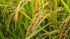 Минсельхоз не прогнозирует резких колебаний цен на рис и его нехватки